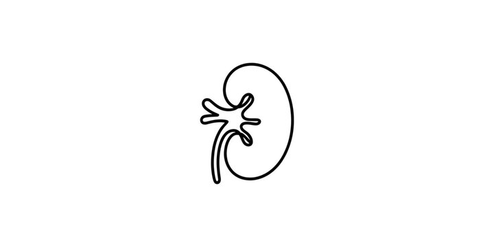 Simple continuous line drawing of a human kidney, representing the bean-shaped organ in a minimalist style Vector, illustration