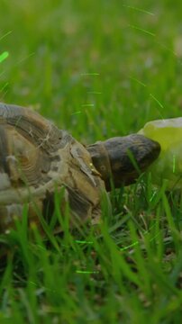 Vertical video: Tortoise beak touching lettuce, nibbling for food on grass, sparks drifting, nature
