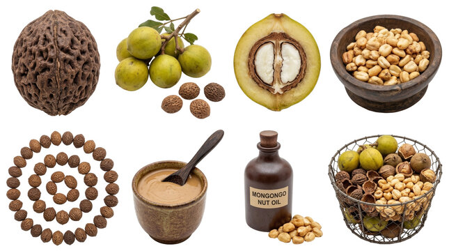 collection of mongongo nuts (schinziophyton rautanenii) with oil paste and fruits on black background