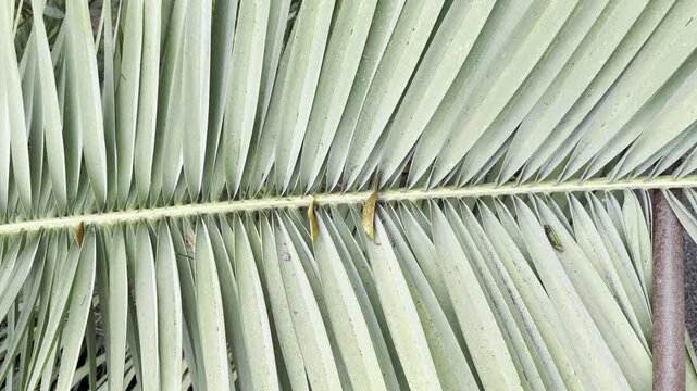 Palm leaf texture from Canary Island date palm Phoenix canariensis in Icod de Los Vinos Tenerife