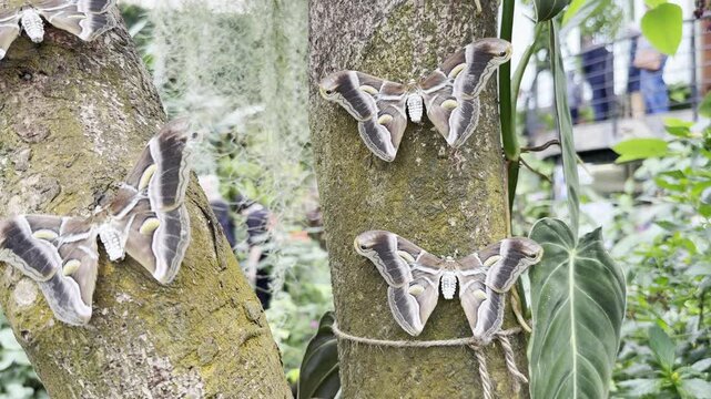 Beautiful butterfly Spanish Festoon, Zerynthia rumina in Mariposatio near the Drago tree in Icod de Los Vinos Tenerife