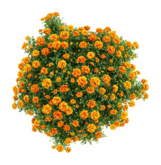 Naklejka premium PNG Vibrant marigold flowers top view.