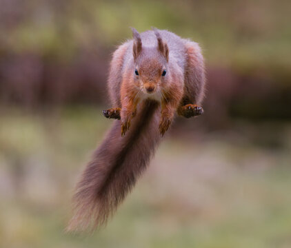 a close up of a red squirrel, Sciurus vulgaris, is captured jumping towards the camera. The movement is frozen in mid flight