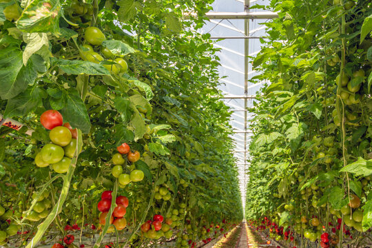 A look inside a Dutch greenhouse with tomato plants in various stages of maturity. The plants are grown on substrate.
