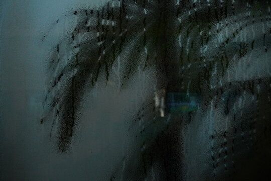 Cinematic view of a palm tree silhouette through a window covered in heavy condensation and raindrops. Moody, dark atmosphere with blurred tropical foliage and cool blue and green tones.