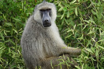 Obraz premium singe perché dans un arbre