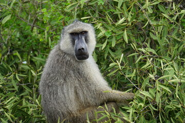 Obraz premium singe qui cueille