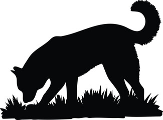 Siberian Husky sniffing ground silhouette © MST