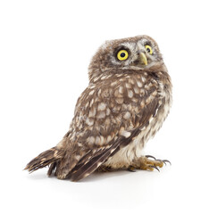 Fototapeta premium Small owl with big yellow eyes on white background.