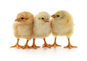 Fototapeta premium Three small cute yellow chickens on white background.