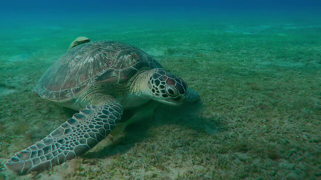 Sea turtle grazing on sandy seabed greedily eats algae, Slow motion of Great Green Sea Turtle, Chelonia mydas on sea bottom