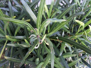 マキ（イヌマキ）の葉のアップ