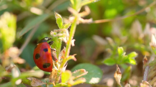 生態記録素材。春の陽だまりで植物を食べるてんとう虫