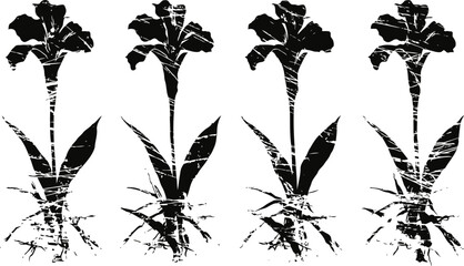 black and white vintage botanical illustration of gladiolus flowers with roots and leaves
