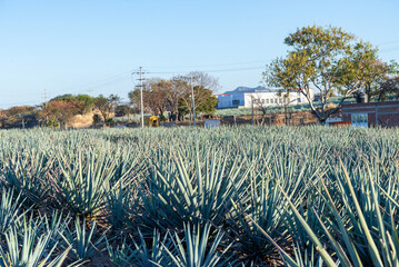 Serene Landscape of Rows of Agave Plants under Clear Blue Sky