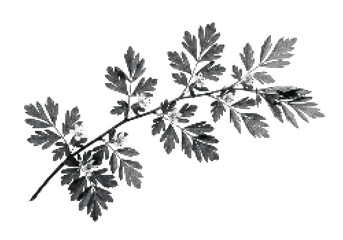Monochrome parsley leaf branch with fine venation detail © MDMONTU