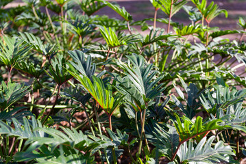 Lush Close Up Philodendron Bipinnatifidum Foliage in Natural Light Environment © sandor