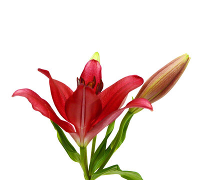 Beautiful Red Lily flower isolate on white 