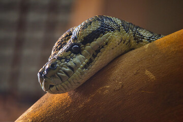 Boa snake in a terrarium , exotic animal and hunter. © jarizPJ