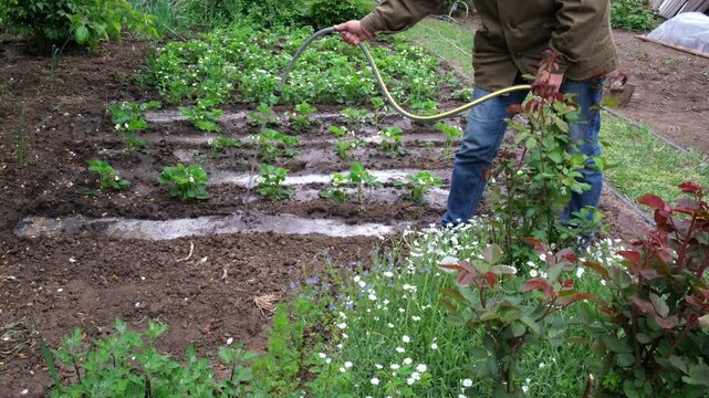 Female gardener watering garden strawberry beds with hose in spring. yard maintenance, seasonal chores, plant irrigation, gardening work.