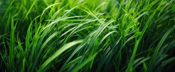 Fototapeta premium The grass blades swaying in vibrant green under soft glowing morning sunlight