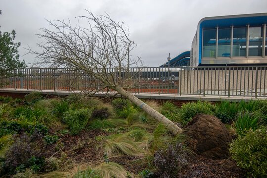 A fallen tree in a city garden.