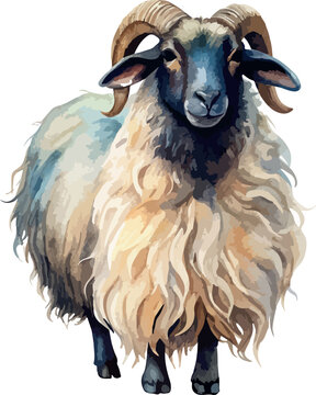 Valais Blacknose Sheep Cute Farm Animal Watercolor Vector Illustration