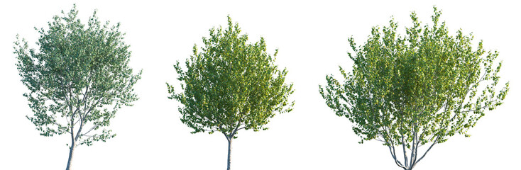 Set of Betula utilis jacquemontii (Himalayan Birch) frontal street trees isolated png on a transparent background perfectly cutout