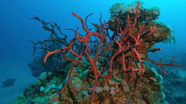 Camera moves around the bright Red Sponges on coral reef top on a turquoise water background, Slow motion of Toxic Finger-Sponge, Negombata magnifica, Marine life on coral reef at sunset