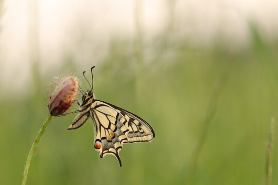 una farfalla macaone su un fiore di papavero in primavera