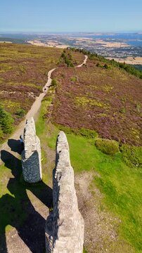 Vibrant Summer Landscape of Scottish Highlands with Fyrish Monument and Wild Purple Heather Flowers.