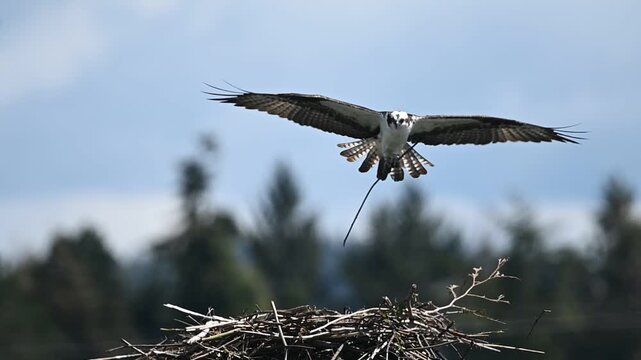 An adult osprey drops off a large branch to add to the nest