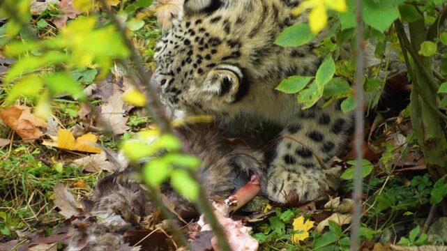 close up of a young snow leopard cup chewing on a bone and eating meat on a meadow on cloudy spring day