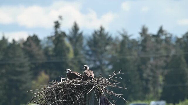 A mated pair of osprey vocalizing in their nest near a highway