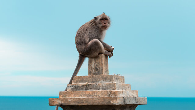 Monkey seating on the fense in the Uluwatu temple on the cliff near ocean, Bukit, Bali, Indonesia