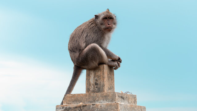 Monkey seating on the fense in the Uluwatu temple on the cliff near ocean, Bukit, Bali, Indonesia