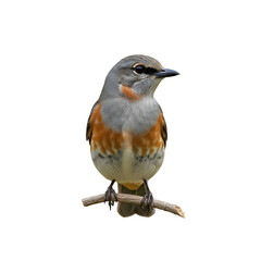 Fototapeta premium Small bird perched on a branch isolated on white background.