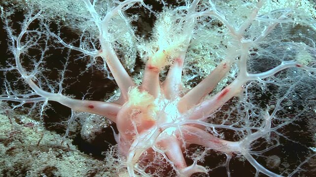 A red or orange Cucumaria miniata, or orange sea cucumber, uses its branching tentacles to capture plankton in the cold waters of the Arctic. The seafloor creature clings to the rock.
