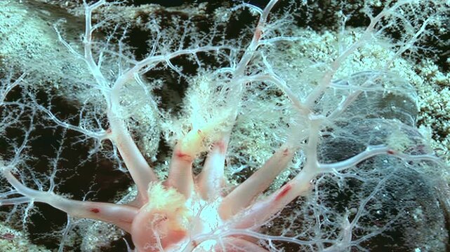 Observe a Cucumaria miniata, also known as the orange sea cucumber, as it extends its feathery tentacles to capture plankton in its Arctic underwater habitat. A mesmerizing display of natural feeding.