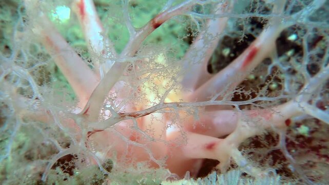 Deep beneath icy Arctic waters, a Cucumaria miniata, also called an orange sea cucumber, gracefully extends its feeding tentacles to capture microscopic plankton floating by.