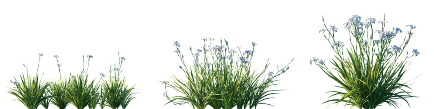 Set of Dietes grandiflora (fortnight lily, large wild iris, African iris, fairy iris) flowering frontal isolated png on a transparent background perfectly cutout high resolution