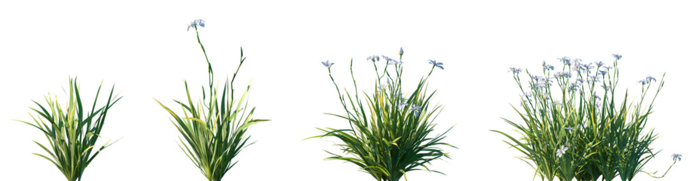 Set of Dietes grandiflora (fortnight lily, large wild iris, African iris, fairy iris) flowering frontal isolated png on a transparent background perfectly cutout high resolution