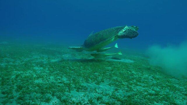 Sea Turtle swimming above sea bottom feeding seaweed in evening light at sunset, Slow motion of Great Green Sea Turtle, Chelonia mydas eating Smooth ribbon seagrass on seabed at sundown