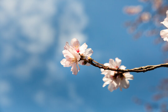 Gros plan sur les fleurs d'une branche d'un amandier, fleurs rose clair illumin&eacute;es par le soleil, ciel bleu en arri&egrave;re-plan
