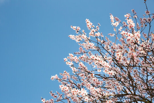 Amandier en fleurs, au premier plan les branches de l'arbre illumin&eacute;es par le soleil avec de belles fleurs rose clair, en arri&egrave;re plan un beau ciel bleu