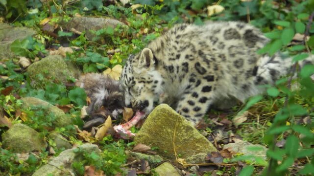 close up of a young snow leopard cup chewing on a bone and eating meat on a meadow on cloudy spring day