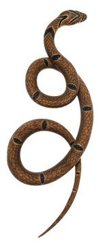 American snail-eater (Dipsas indica), snail-eating snake, scientifically accurate representation, transparent background, PNG