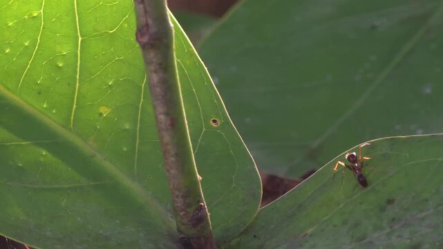 Macro shot of a Ant walking on a leaf in the garden with natural sunlight