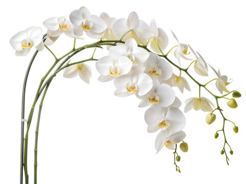 White Phalaenopsis Orchid Elegant Blooming Branches Pure White Flowers Stock Photo