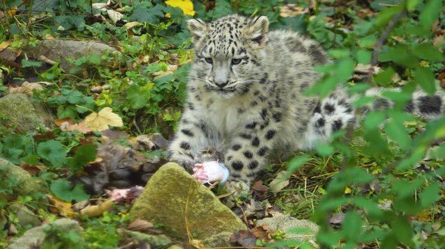 close up of a young snow leopard cup chewing on a bone and eating meat on a meadow on cloudy spring day